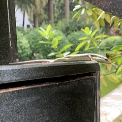 Eutropis