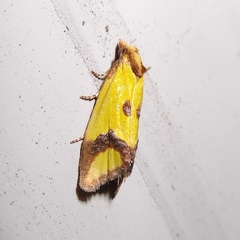 Agapeta zoegana