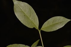 Cyclophyllum