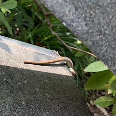 Eutropis
