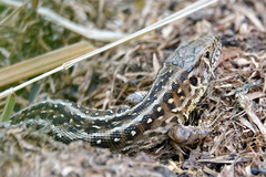 Lacerta agilis