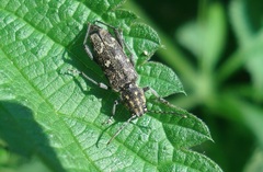 Xylotrechus rusticus