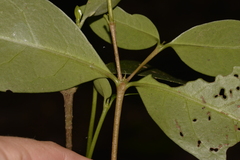 Cyclophyllum