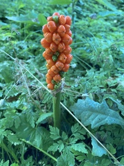 Arum italicum