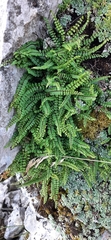 Asplenium trichomanes