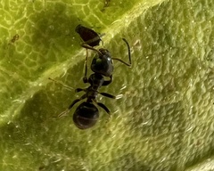 Lasius