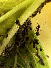 Lasius