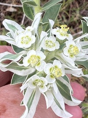 Euphorbia marginata