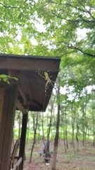 Trichonephila clavata