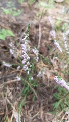 Calluna vulgaris