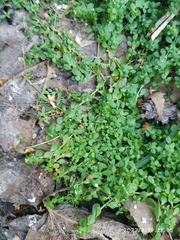 Callitriche