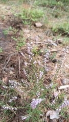 Calluna vulgaris