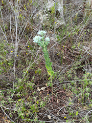 Euphorbia marginata