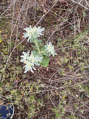Euphorbia marginata