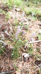 Calluna vulgaris
