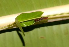 Euploea core