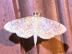 Herpetogramma