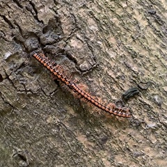 Helicorthomorpha holstii