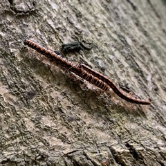 Helicorthomorpha holstii