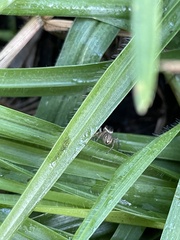 Maratus griseus