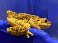 Osteopilus septentrionalis