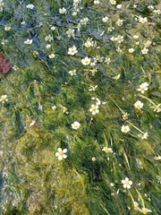 Ranunculus trichophyllus