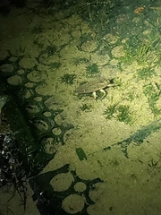 Lethocerus americanus