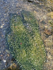 Ranunculus trichophyllus