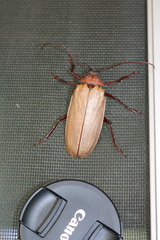 Agrianome spinicollis