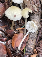 Mycena