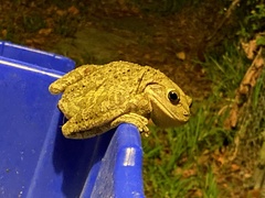 Osteopilus septentrionalis