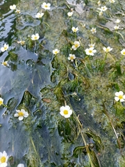 Ranunculus trichophyllus