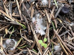 Fungi