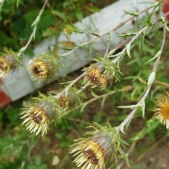 Carlina biebersteinii