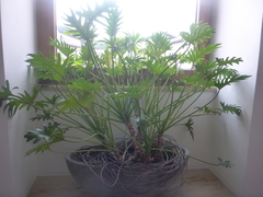 Thaumatophyllum xanadu