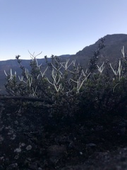 Coprosma ernodeoides