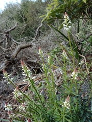 Stackhousia monogyna