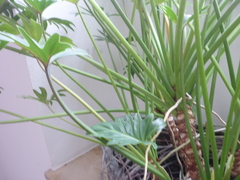 Thaumatophyllum xanadu