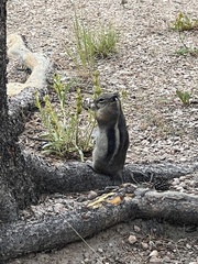 Callospermophilus lateralis