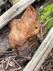 Gyromitra