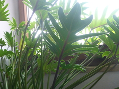 Thaumatophyllum xanadu