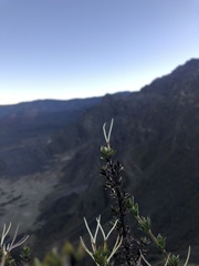 Coprosma ernodeoides