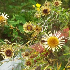 Carlina biebersteinii