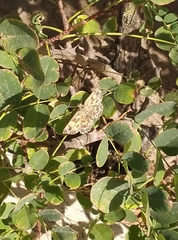 Carcharodus