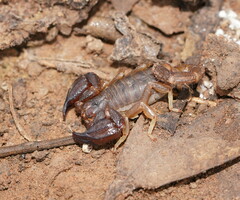 Urodacus manicatus