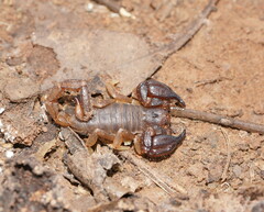Urodacus manicatus