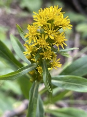 Solidago velutina