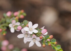 Philotheca verrucosa