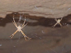 Argiope mascordi