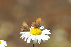 Callophrys gryneus